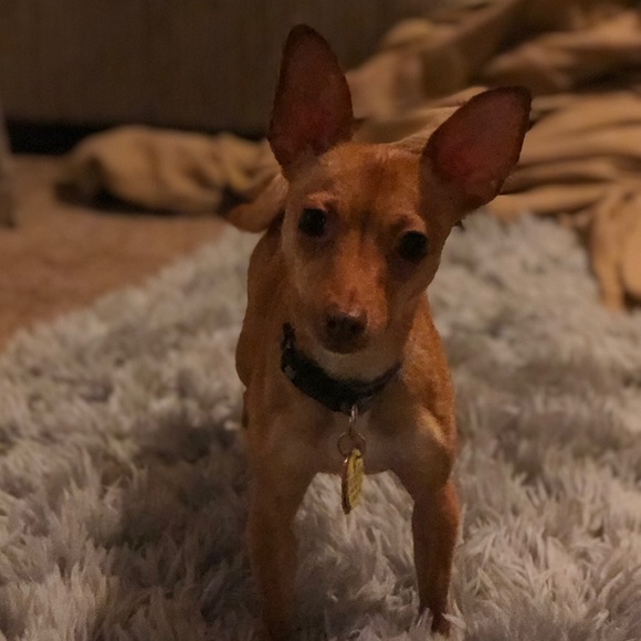 harleypoku
